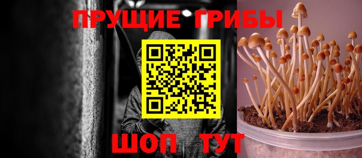 Псилоцибиновые грибы мицелий Мариинск